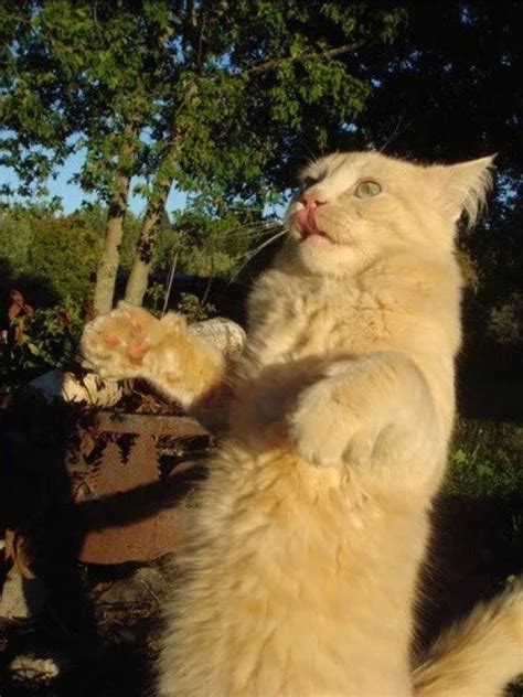 Ten Zombie Cats Who Have Watched Too Much Walking Dead