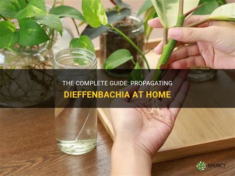 The Complete Guide Propagating Dieffenbachia At Home Shuncy