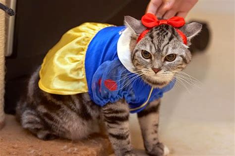 Funny Cats Costume Ever Animals Amazing Latest Pictures Funny And