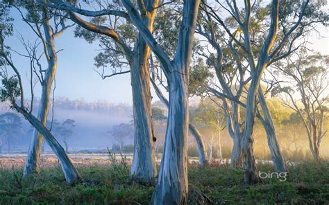 Snow Gum Trees In Cradle Mountain Lake St Clair National Park Tasmania