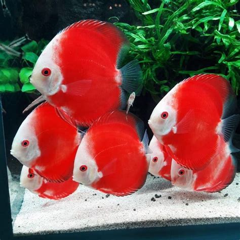 Pin By Ivan Tancler On Discos Discus Fish Tropical Freshwater Fish
