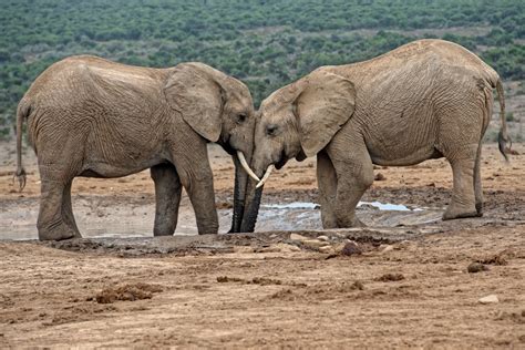 Elefanten - Rüssel an Rüssel Foto & Bild | wildlife, natur 