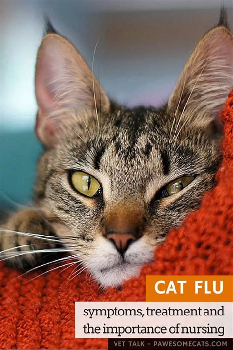 Cat Flu Sneezes And Snifflesor Something More Serious
