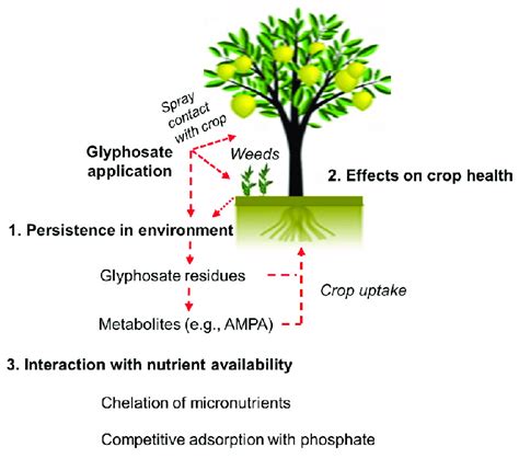 Schematic Representation Of The Potential Effects Of Glyphosate In Crop