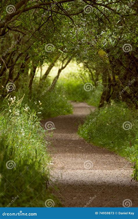 Footpath Leading Through Majestic Green Forest Stock Image Image Of