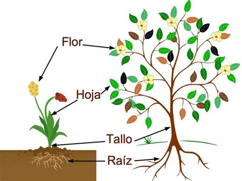 Las Principales Partes De Las Plantas Caracter Sticas Y Funciones