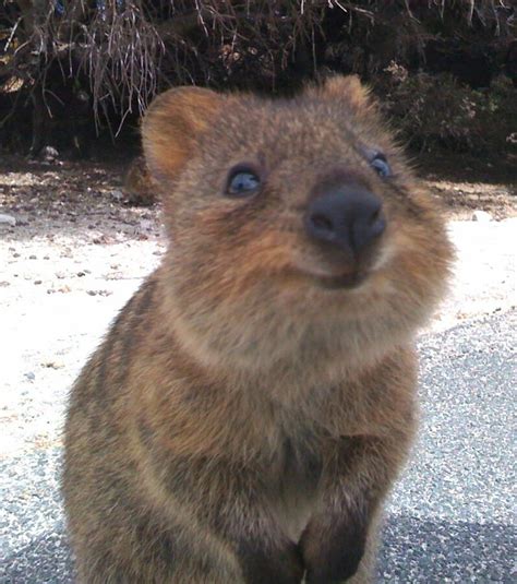 Découvrez le quokka l animal le plus heureux du monde