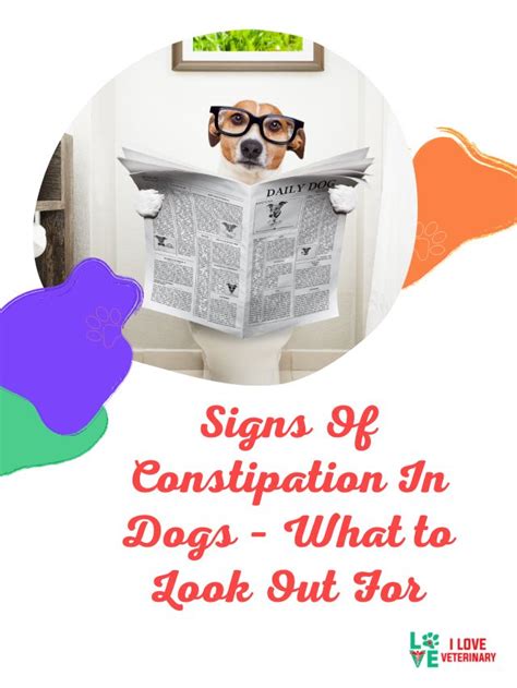 Signs Of Constipation In Dogs What To Look Out For I Love