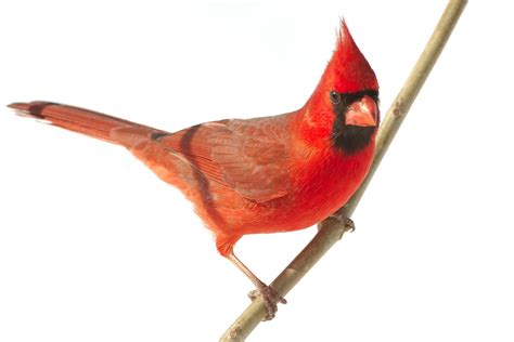 Burnt Bridges Birding Northern Cardinal