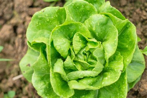 18 Types Of Lettuce And The Best Ways To Eat Each One Types Of