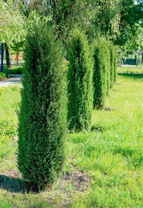15 Tall And Narrow Screening Shrubs For Year Round Privacy In Small