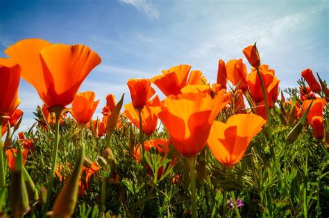 Maybe you would like to learn more about one of these? Antelope Valley California Poppy Reserve | California ...