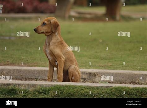 Dog Standing In Park With Sadness Sadness Of Animals Can Not