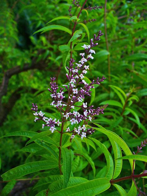 Images of lemon verbena alousia trifolia / citrus from burncoose nurseries. Grow Tasty Lemon Verbena