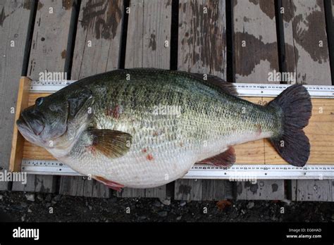The 22 5 Pound 10 12 Kilo Largemouth Bass Is Placed On A Measuring Board After Manabu Kurita