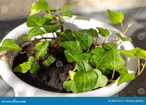 Hedera Canariensis Is An Ornamental Indoor Plant Drops Of Water On The