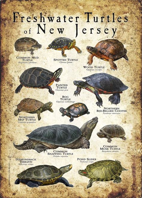 Freshwater Turtles Of New Jersey Poster Print