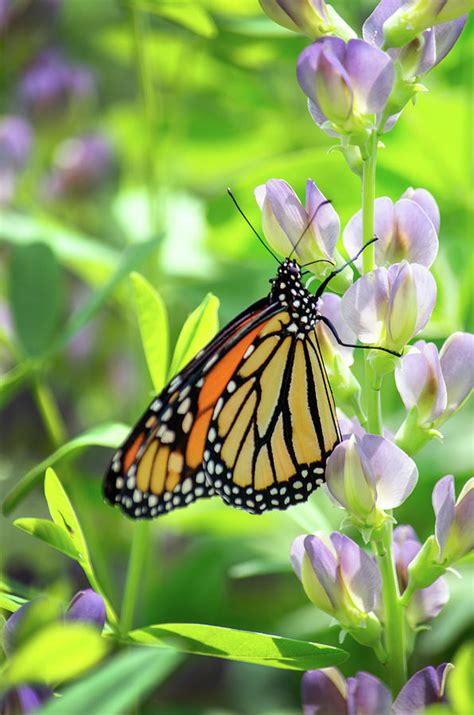 Monarch Butterfly In A Pretty Garden Photograph By Susan Sheldon Fine