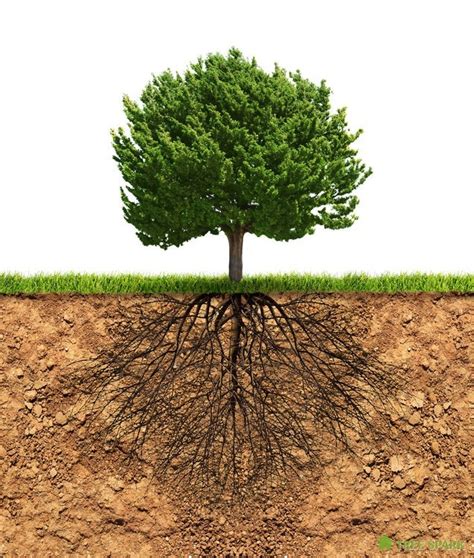 Root Growth Can Be Four To Ten Times The Size Of The Actual Tree