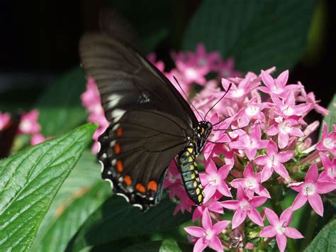Attracting Butterflies To Your Miami Garden The 16 Best