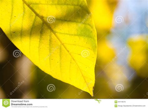 Beautiful Autumn Macro Yellow Leaves Stock Image Image Of Fragment