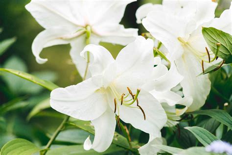 Easter Lily Plant Care And Growing Guide