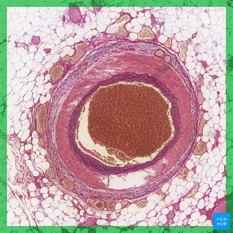 Artery And Vein Microscope Slide Labeled Micropedia