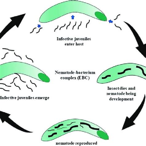 4 Generalized Life Cycle Of Entomopathogenic Nematode Efn Download Scientific Diagram