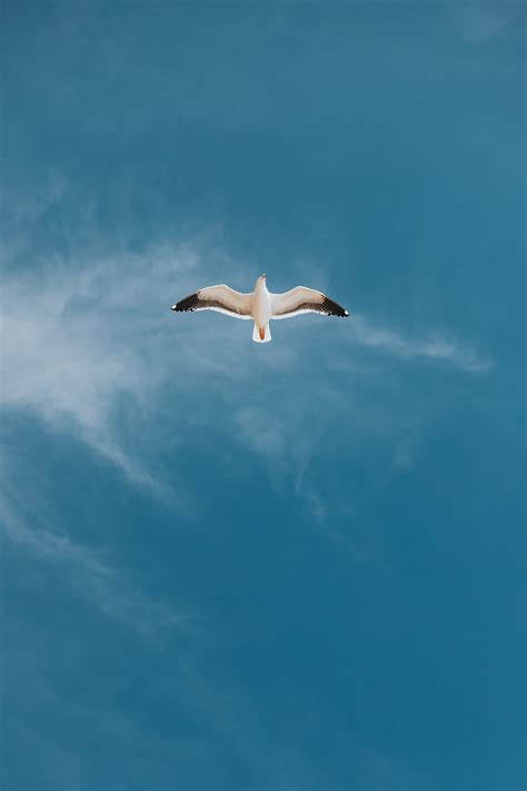Seagull Bird Sky Flight Wings Hd Phone Wallpaper Peakpx
