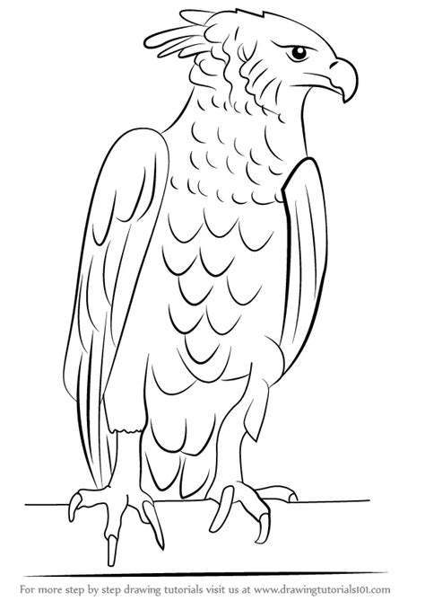 Learn How To Draw A Harpy Eagle Bird Of Prey Step By Step Drawing