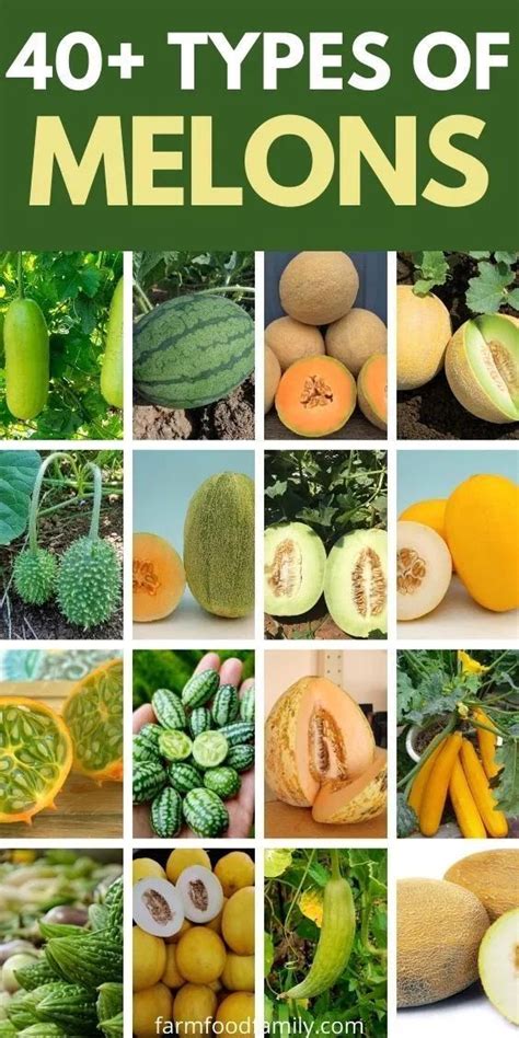40 different types of melons with pictures and fun facts fruits and vegetables list melon