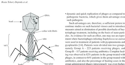 T4 Bacteriophage Structure Diagram 2 Download Scientific Diagram