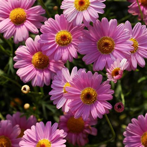 Chrysanthemum Daisy From Top View Stock Image Image Of Close Daisies