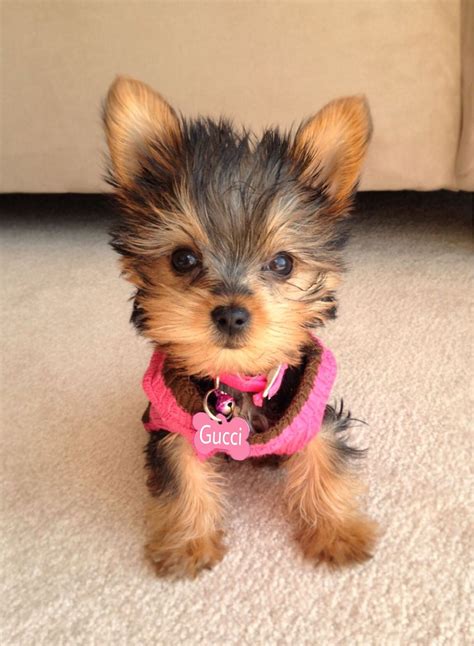 Mini Yorkie Terrier Photos All Recommendation