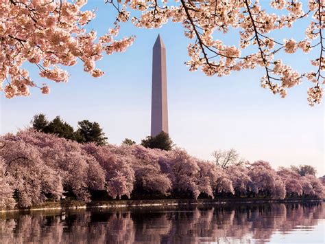 Sakura Cherry Blossoms — Encyclopedia Of Japan