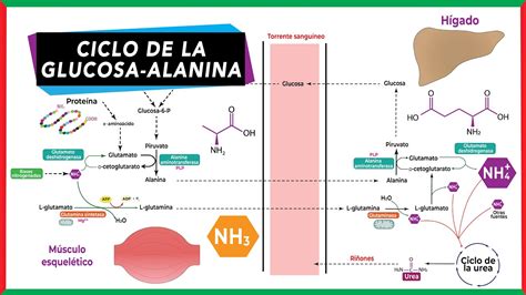 Ciclo De La Glucosa Alanina Metabolismo De Proteínasaminoácidos