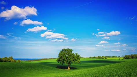 Blue Sky White Clouds Green Grass Trees Wallpaper Nature And