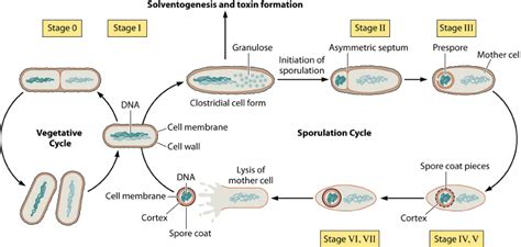 Endospores Structure And Formation Overall Science