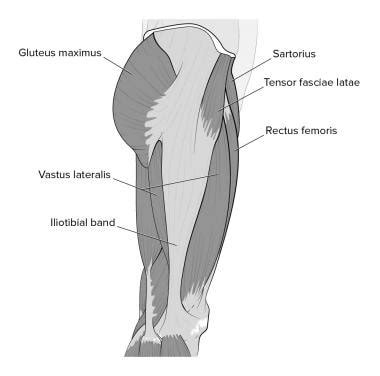 Laterally rotates the the thigh at the hip joint. Hip Joint Anatomy: Overview, Gross Anatomy