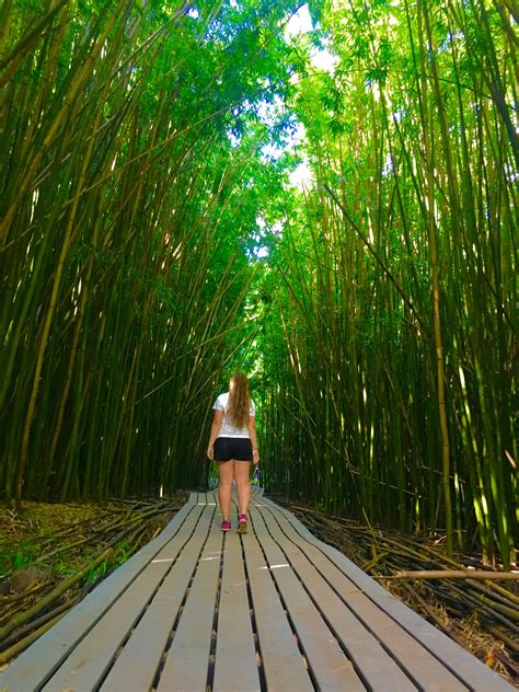 Pipiwai Trail Bamboo Forest At The Road To Hana Maui Hawaii Hawaii