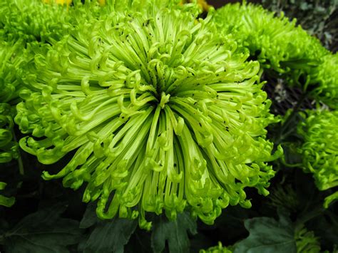Green Chrysanthemums 2 Pancy Flickr