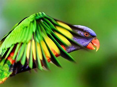exotic birds birds pinterest
