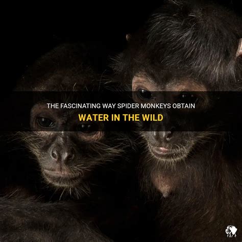 The Fascinating Way Spider Monkeys Obtain Water In The Wild | PetShun