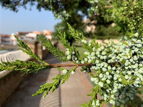 Juniperus Virginiana L World Flora Pl NtNet Identify