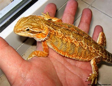 Orange Bearded Dragon Amazing Wallpapers