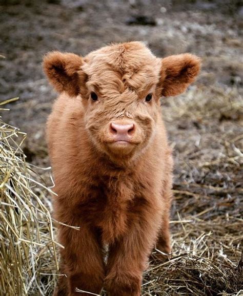 Pin By Jsy On Cute Critters Fluffy Cows Cute Baby Cow Mini Cows