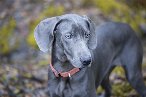 Weimaraner Dog Breed Info Pictures Facts Traits And More