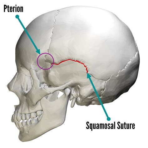 Bones Of The Skull Skull Osteology Anatomy Geeky Medics