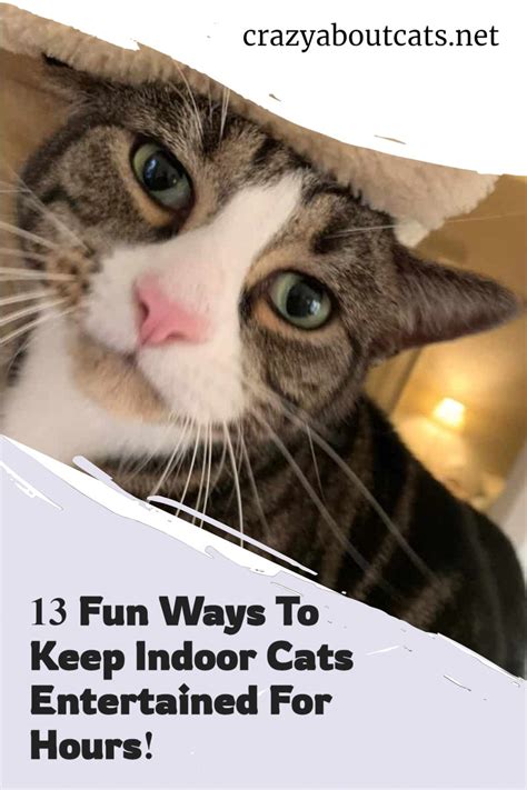 13 Fun Ways To Keep Cats Entertained Cat Care Cats Indoor Cat