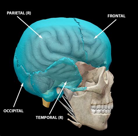 Anatomy And Physiology The Neurocranium And Concussions